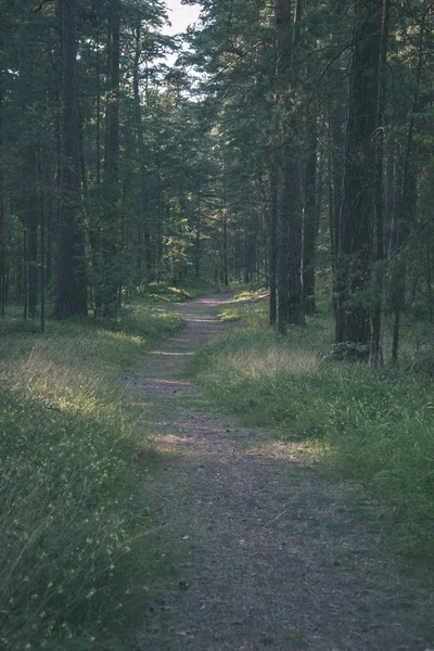 Sentier Randonnée Touristique Forêt Verte Été — Photo