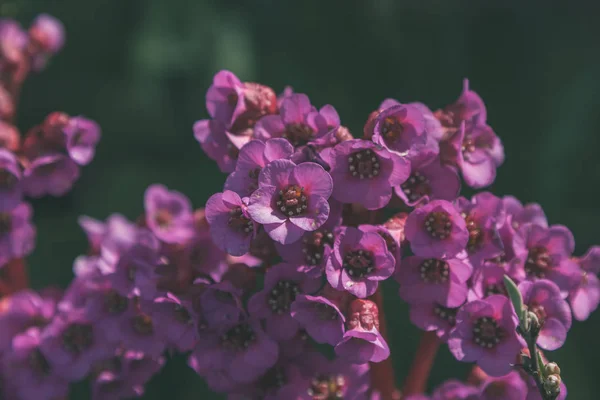 Nyári Vadvirágok Virágzó Elmosódott Háttér — Stock Fotó