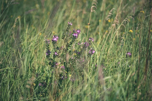 Grüne Sommerpflanzen Blühen Auf Dem Land — Stockfoto