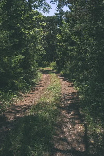 Ländliche Wege Grünen Sommerwald — Stockfoto