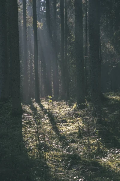 Lumière Soleil Matin Brille Travers Les Arbres Dans Forêt Été — Photo