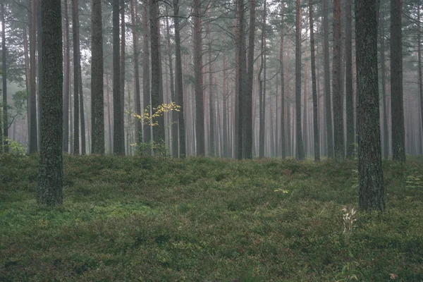 Troncos Pinheiros Floresta Com Grama Verde Névoa — Fotografia de Stock