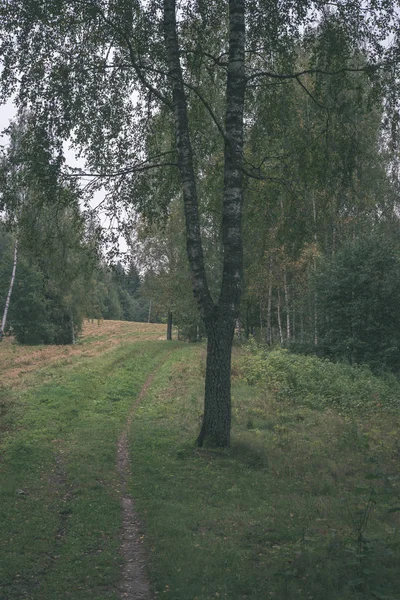 Τουριστική Πεζοπορία Διαδρομή Στο Δάσος Πράσινο Καλοκαίρι Πράσινο Φύλλωμα — Φωτογραφία Αρχείου