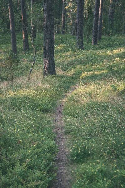 Trilha Caminhadas Turísticas Floresta Verde Verão — Fotografia de Stock