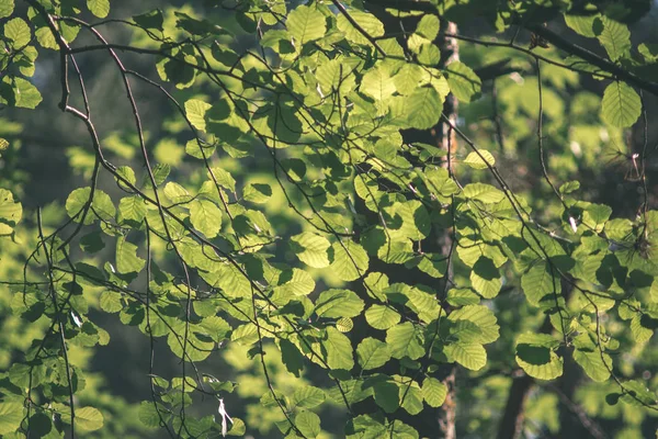 Yeşil Yaz Yeşillik Yaz Kırsal Kesimde — Stok fotoğraf
