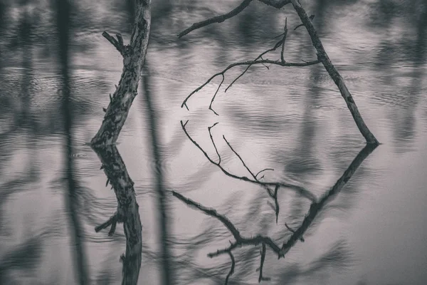 Gołe Gałęzie Tle Jeziora Niewyraźne — Zdjęcie stockowe