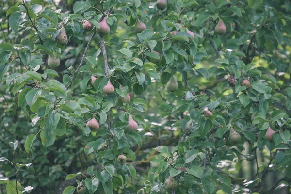 Groene Peer Boom Gebladerte Zomer Platteland — Stockfoto