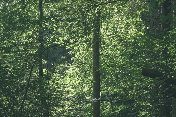 Fond Feuillage Vert Dans Forêt Été — Photo