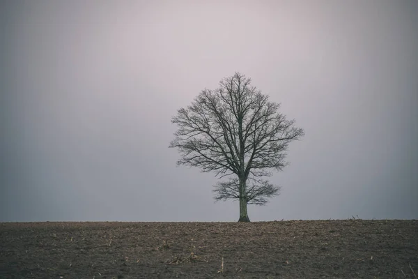 在乡村多云的天空下孤独的光秃秃的大树 — 图库照片