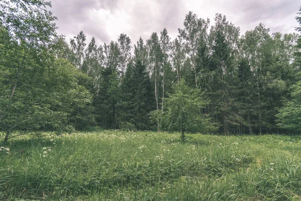 夏の森の緑の葉の背景 — ストック写真