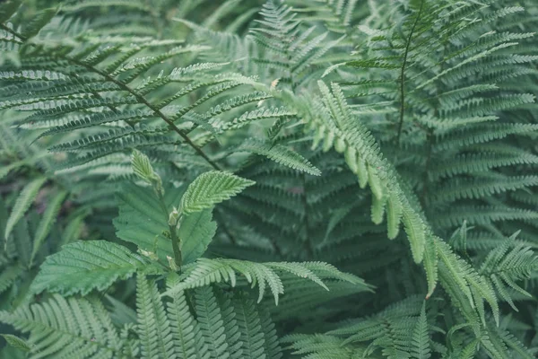 Sfondo Fogliame Verde Nella Foresta Estiva — Foto Stock