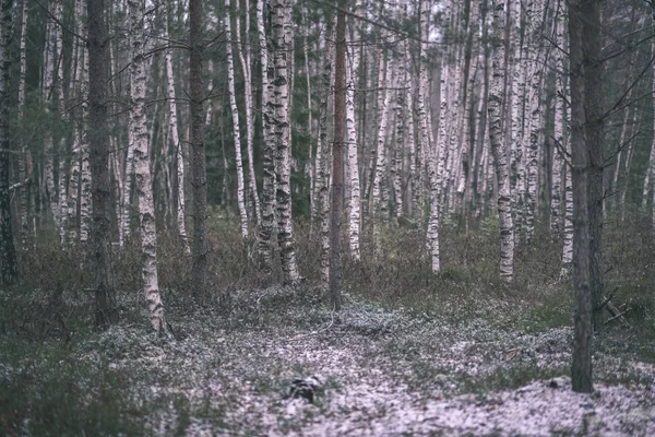 Björk Och Gran Trädstammar Vinter Skog — Stockfoto