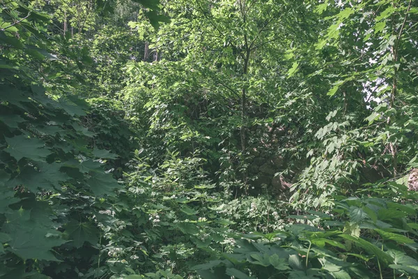 Tle Zielonych Liści Lesie Lato — Zdjęcie stockowe
