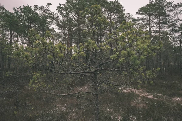 在森林中生长的松树特写镜头 — 图库照片
