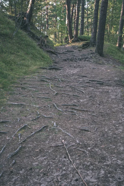 Toeristische Hiking Trail Spoor Groene Zomer Bos — Stockfoto