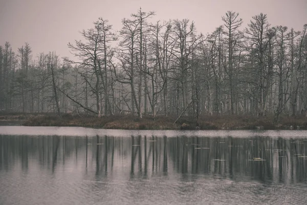 Lac Calme Forêt Sur Les Rives Prévision — Photo