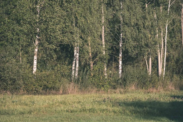 Bosquet Bouleaux Poussant Campagne — Photo