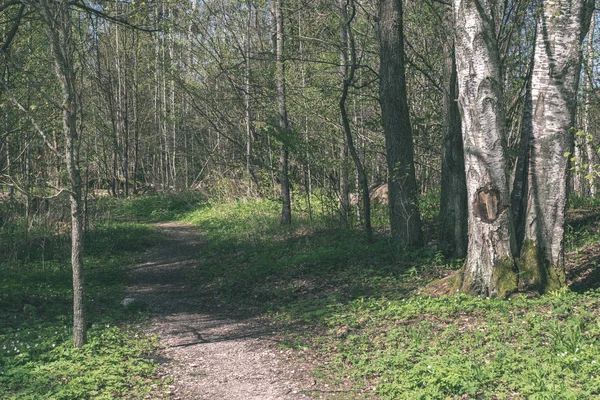 Abedules Que Crecen Cerca Del Camino Bosque — Foto de Stock