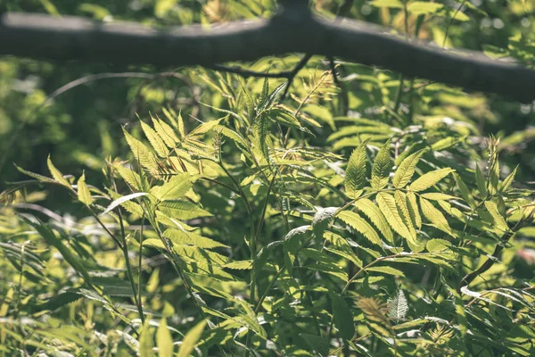 Zielone Lato Liści Rosnące Naturze — Zdjęcie stockowe