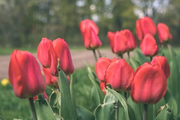 Tulipani Rosa Che Fioriscono Nel Prato Sfondo Sfocato — Foto Stock