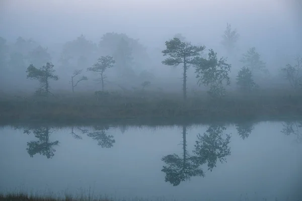 Reflecties Van Sparren Meerwater Mistige Zonsopgang Natuur — Stockfoto