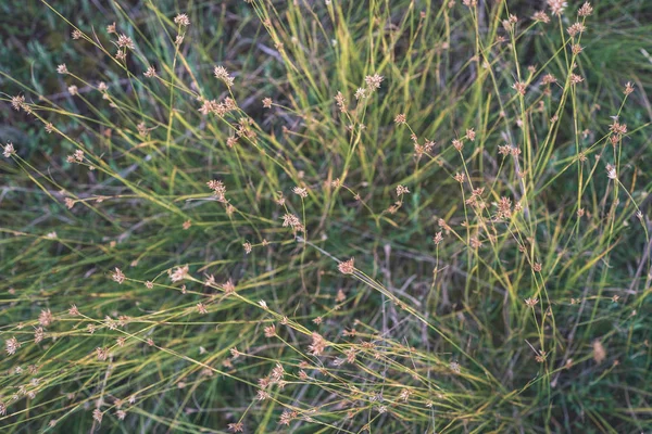 Nahaufnahme Der Sumpfvegetation Aus Nächster Nähe Mit Grasbüschen Und Laub — Stockfoto