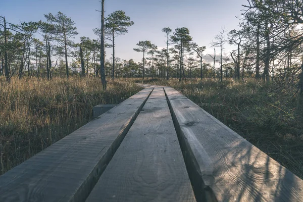 Drewniane Deski Boardwalk Bagno Obszar Jesień Perspektywie — Zdjęcie stockowe