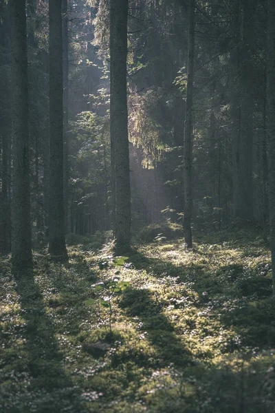 Lumière Soleil Matin Brille Travers Les Arbres Dans Forêt Été — Photo