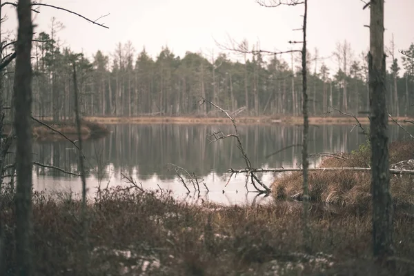 Paysage Marécageux Avec Des Reflets Arbre Dans Eau Par Temps — Photo