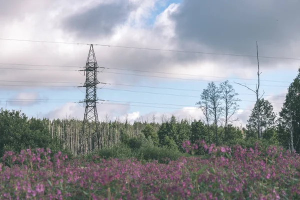 Rosa Blühende Wildblumen Der Landschaft Unter Bewölktem Himmel — Stockfoto