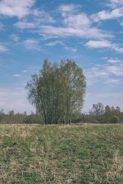 Zwykły Prosty Countryside Krajobraz Wiosną Świeżych Zielonych Łąk Lasów — Zdjęcie stockowe