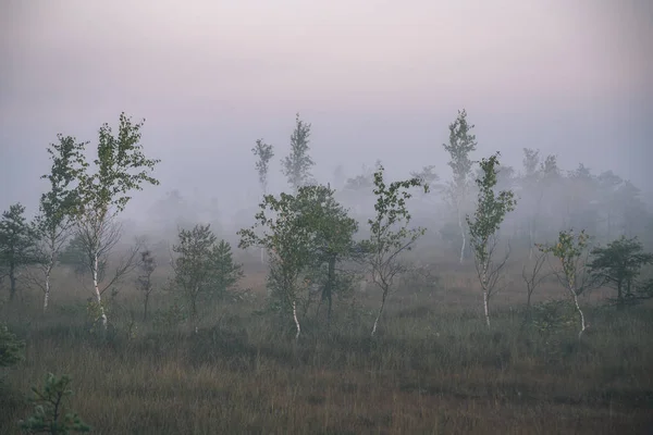 Zonsopgang Met Nevel Bog Moerasgebied Met Kleine Bomen — Stockfoto