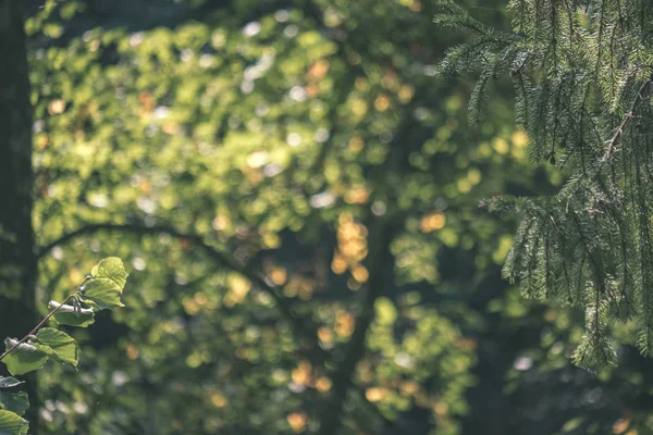 Hintergrund Von Grünem Laub Sommerwald — Stockfoto