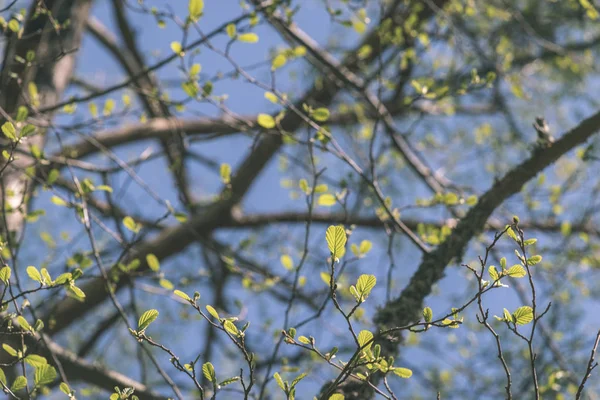 birch tree branches and foliage against blue sky