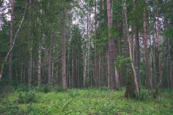 Foresta Mista Estiva Con Fogliame Verde — Foto Stock