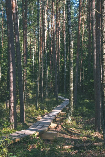 Bosque Pinos Tranquilo Tranquilo Con Hierba Verde — Foto de Stock