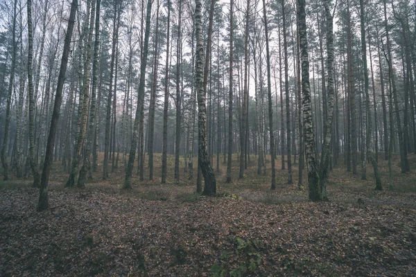 Beaux Bouleaux Dans Forêt Brumeuse Automne — Photo