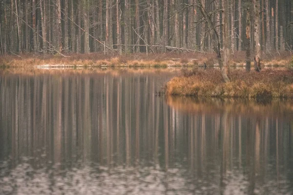 Αντανακλάσεις Των Δέντρων Στην Ήρεμη Λίμνη Νερού Στο Δάσος — Φωτογραφία Αρχείου