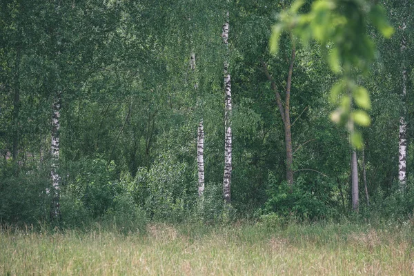 Bříza Stromů Rostoucích Přírodě — Stock fotografie