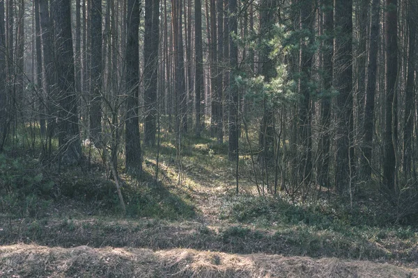 Sfondo Tronchi Albero Asciutti Nella Foresta Soleggiata — Foto Stock