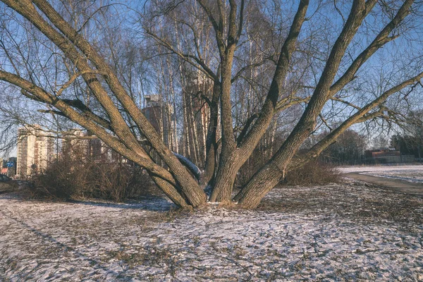 Büyük Çıplak Ağaca Kış City — Stok fotoğraf