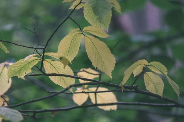 在夏季农村生长的绿色叶子的背景 — 图库照片