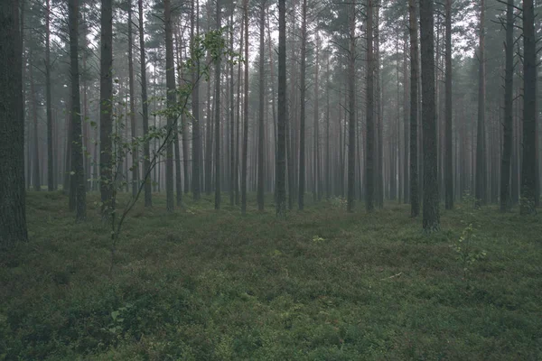 松树树干在森林与绿草在雾 — 图库照片