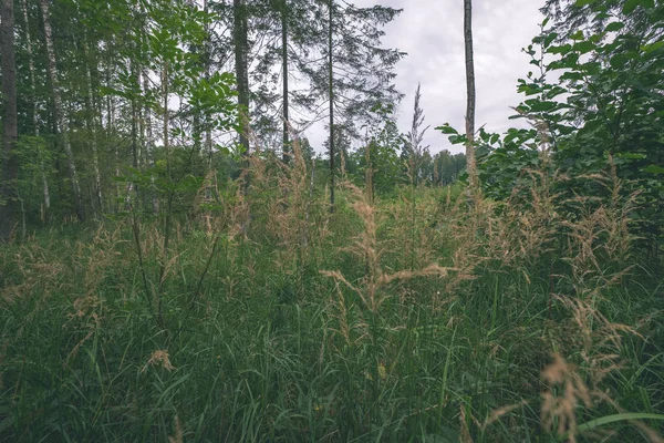 Під Щіткою Зеленому Літньому Лісі Денне Світло — стокове фото