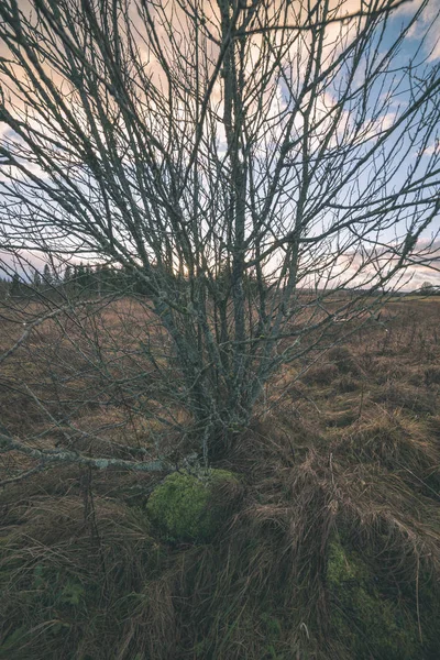 Eenzame Kale Bush Avond Platteland — Stockfoto