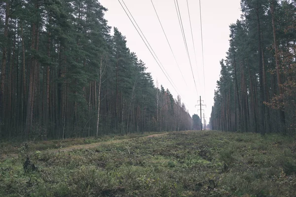 landscape of misty evergreen forest with old spruces