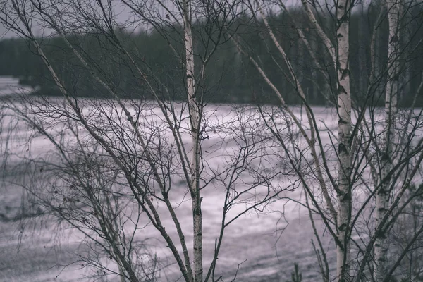 Çıplak Huş Ağaçları Kış Kırsal Kesimde — Stok fotoğraf