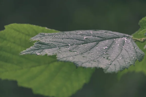 Tle Zielonych Liści Rosnących Lecie Wsi — Zdjęcie stockowe