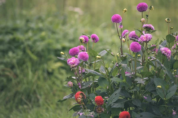 Fiori Selvatici Estivi Fioritura Sfondo Sfocato — Foto Stock