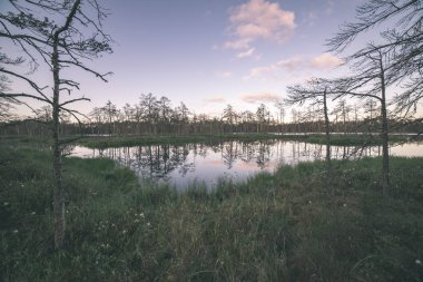 geç akşam güneşi bataklık göller üzerinde yansımaları sakin su ağaçları ile yaz aylarında
